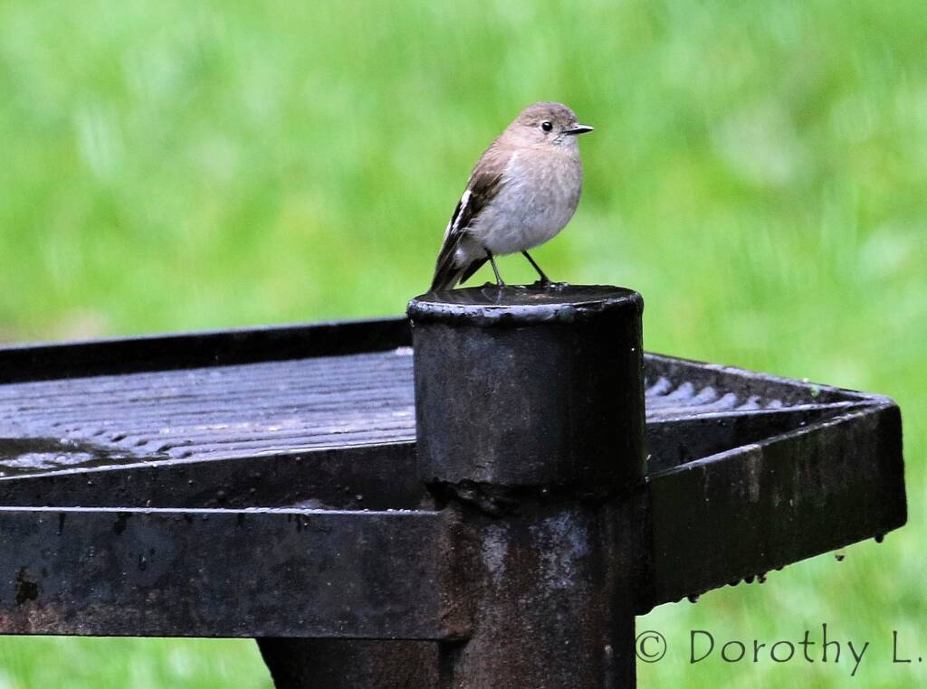 Female Flame Robin (Petroica phoenicea)