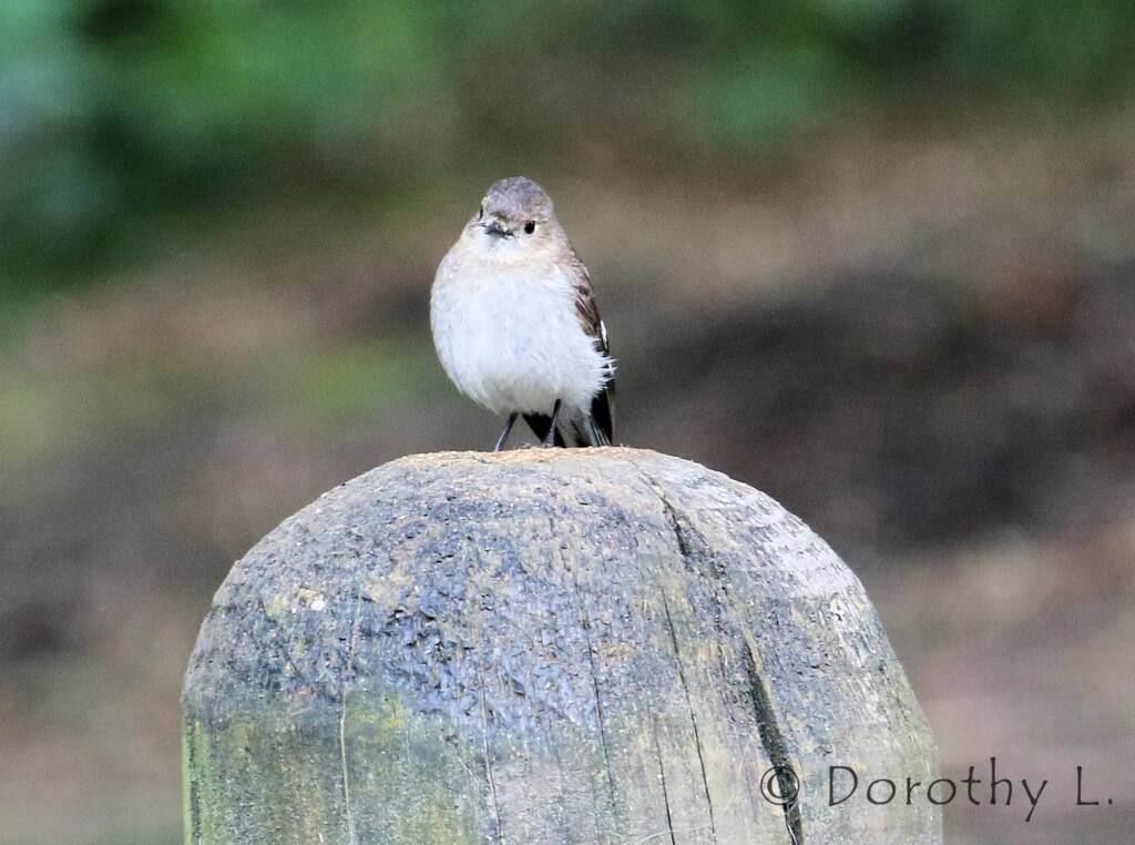 Female Flame Robin (Petroica phoenicea)