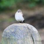 Female Flame Robin (Petroica phoenicea)