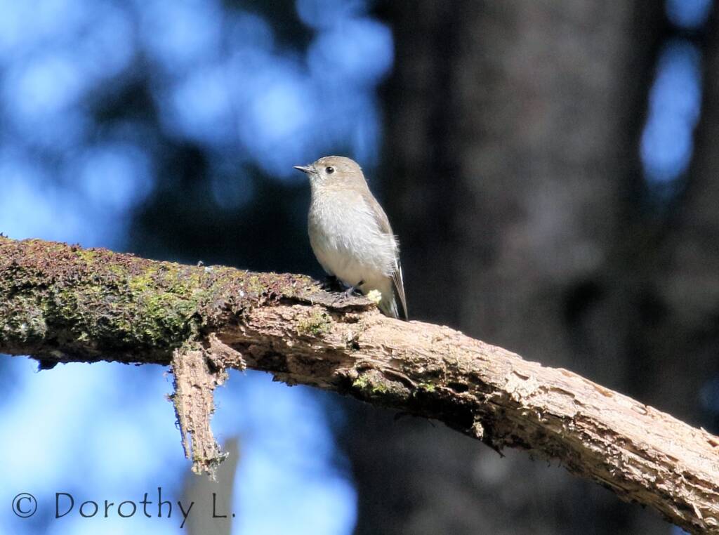 Female Flame Robin (Petroica phoenicea)