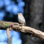 Female Flame Robin (Petroica phoenicea)