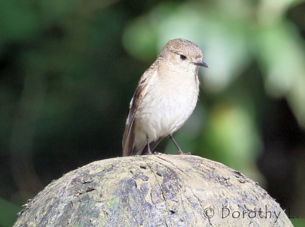 Female Flame Robin (Petroica phoenicea)