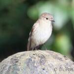 Female Flame Robin (Petroica phoenicea)