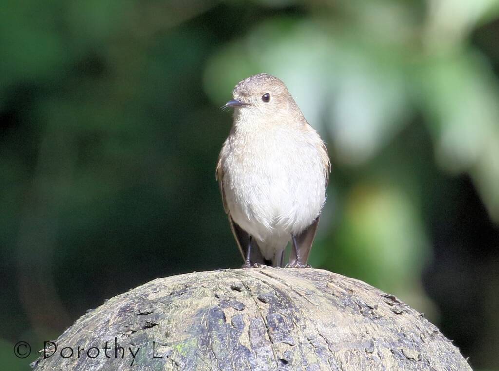 Female Flame Robin (Petroica phoenicea)