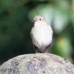 Female Flame Robin (Petroica phoenicea)