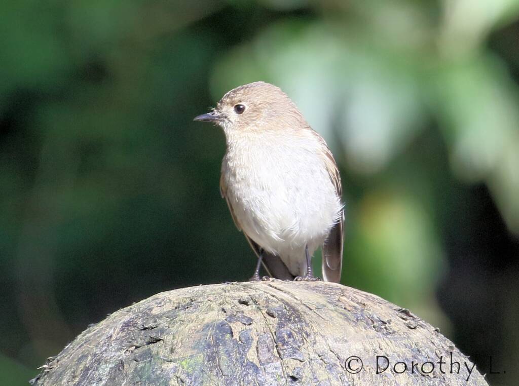 Female Flame Robin (Petroica phoenicea)