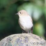 Female Flame Robin (Petroica phoenicea)