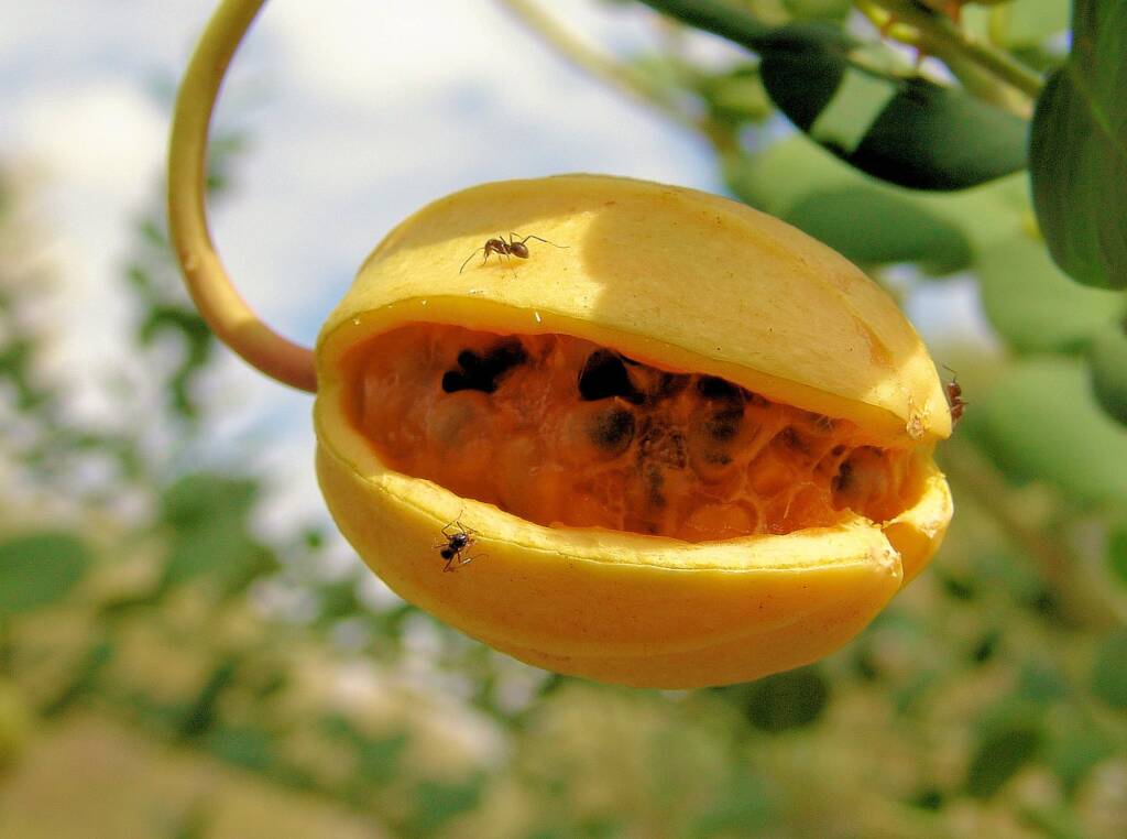 Wild Passionfruit (Capparis spinosa var. nummularia), Olive Pink Botanic Garden.