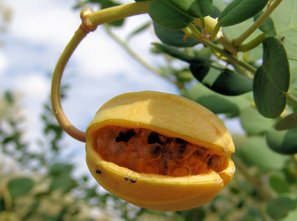 Wild Passionfruit (Capparis spinosa var. nummularia), Olive Pink Botanic Garden.