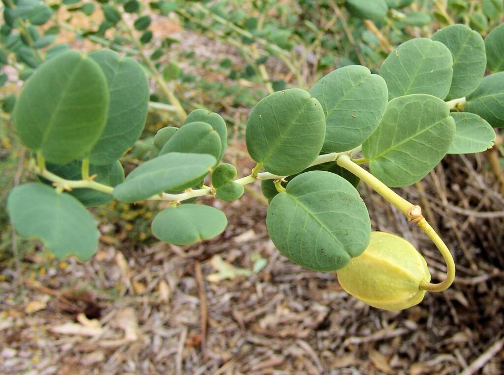 Wild Passionfruit (Capparis spinosa var. nummularia), Olive Pink Botanic Garden.