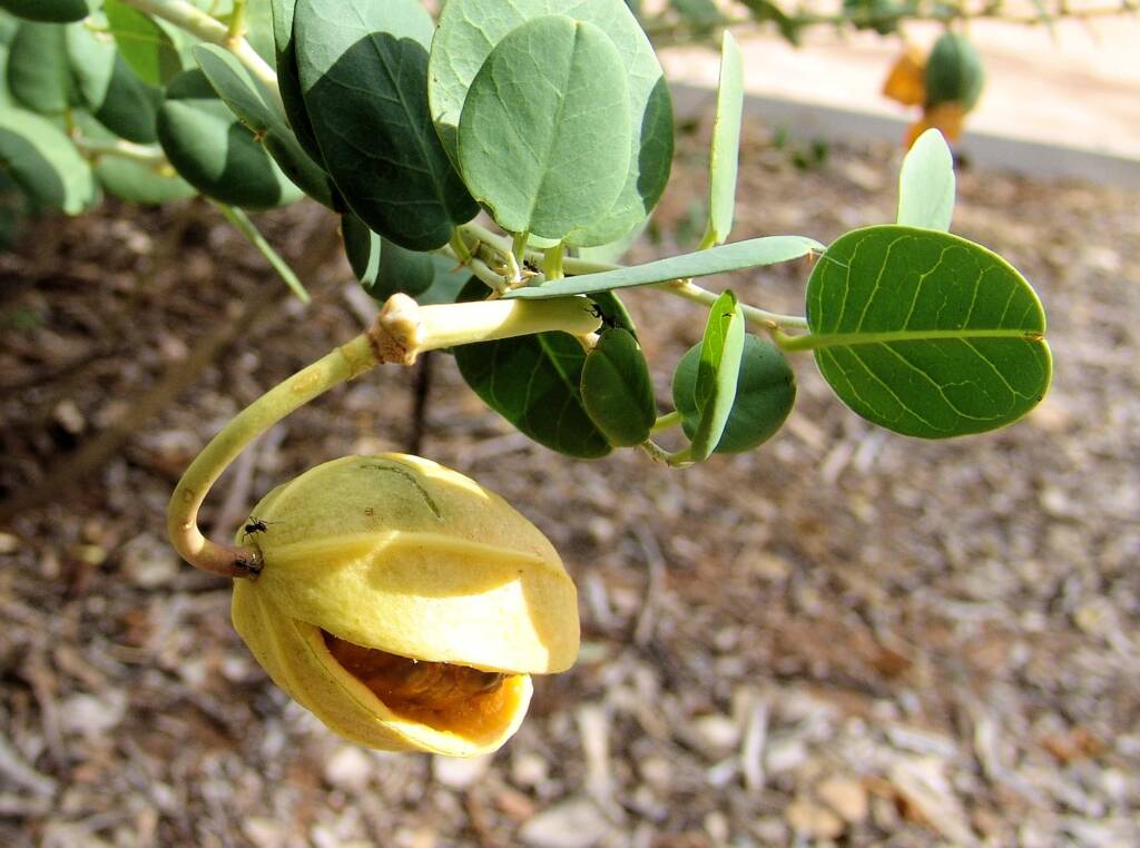 Wild Passionfruit (Capparis spinosa var. nummularia), Olive Pink Botanic Garden.