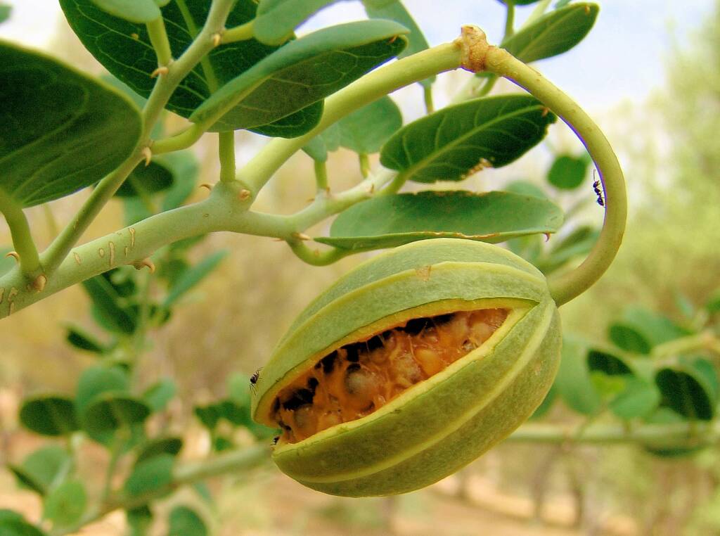 Wild Passionfruit (Capparis spinosa var. nummularia), Olive Pink Botanic Garden.