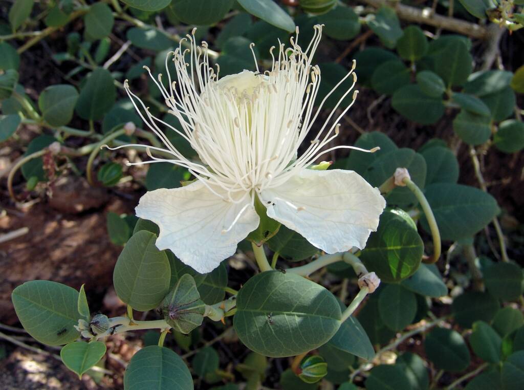Wild Passionfruit (Capparis spinosa var. nummularia), Olive Pink Botanic Garden.