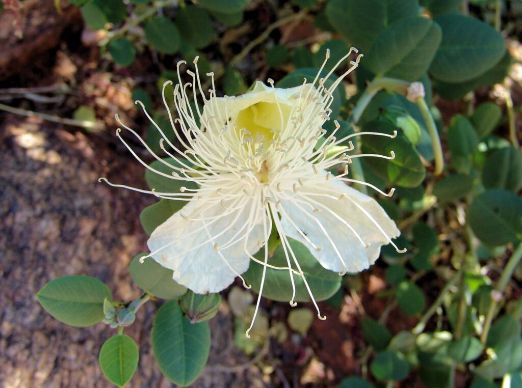 Wild Passionfruit (Capparis spinosa var. nummularia), Olive Pink Botanic Garden.