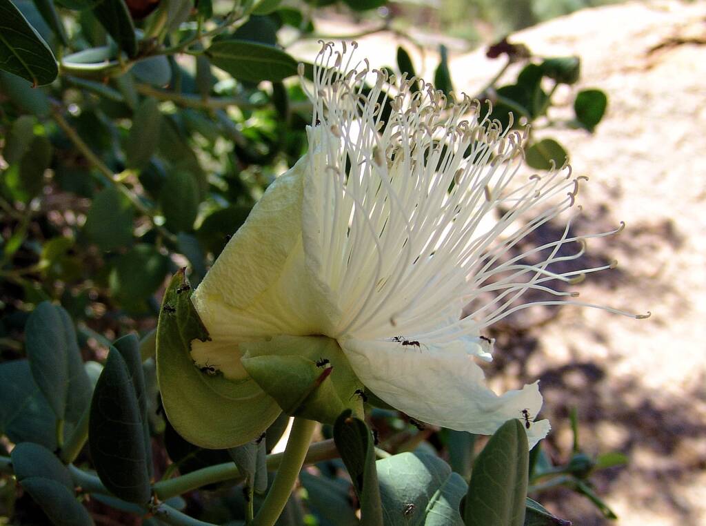 Wild Passionfruit (Capparis spinosa var. nummularia), Olive Pink Botanic Garden.