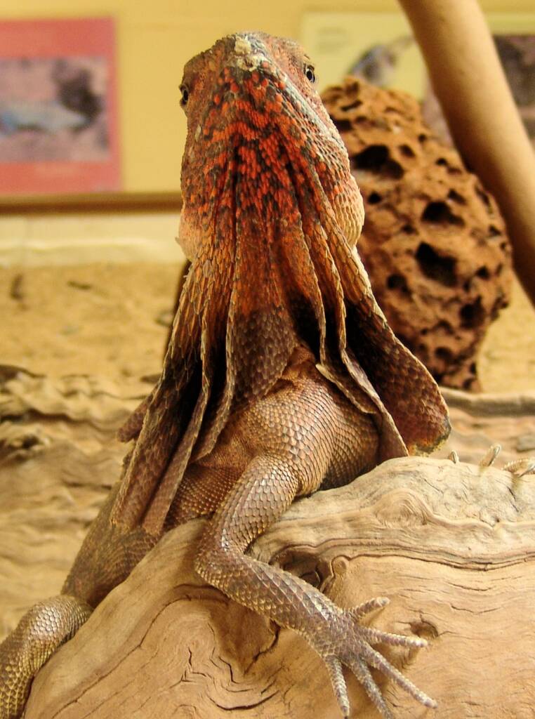 Frilled Neck Lizard (Chlamydosaurus kingii), Alice Springs Reptile Centre