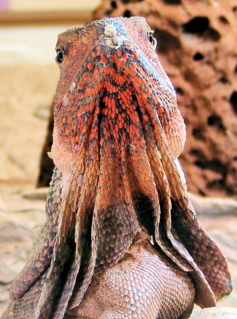 Frilled Neck Lizard (Chlamydosaurus kingii), Alice Springs Reptile Centre