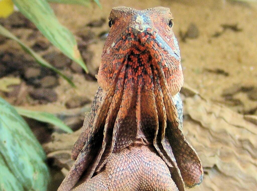 Frilled Neck Lizard (Chlamydosaurus kingii), Alice Springs Reptile Centre