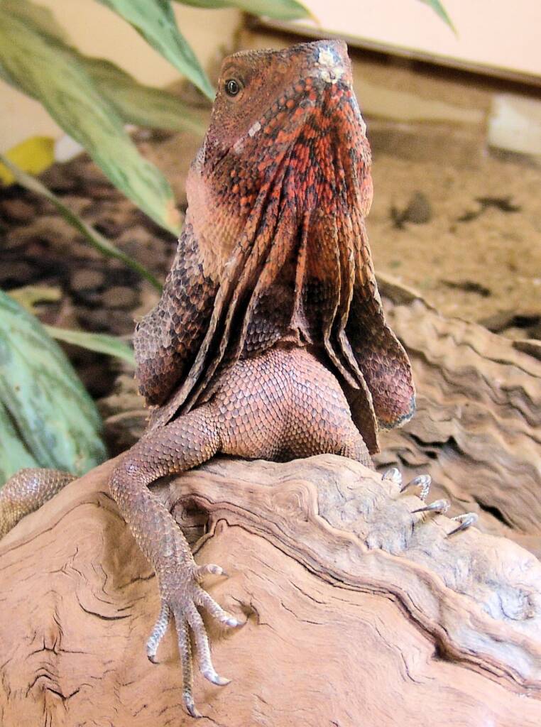 Frilled Neck Lizard (Chlamydosaurus kingii), Alice Springs Reptile Centre