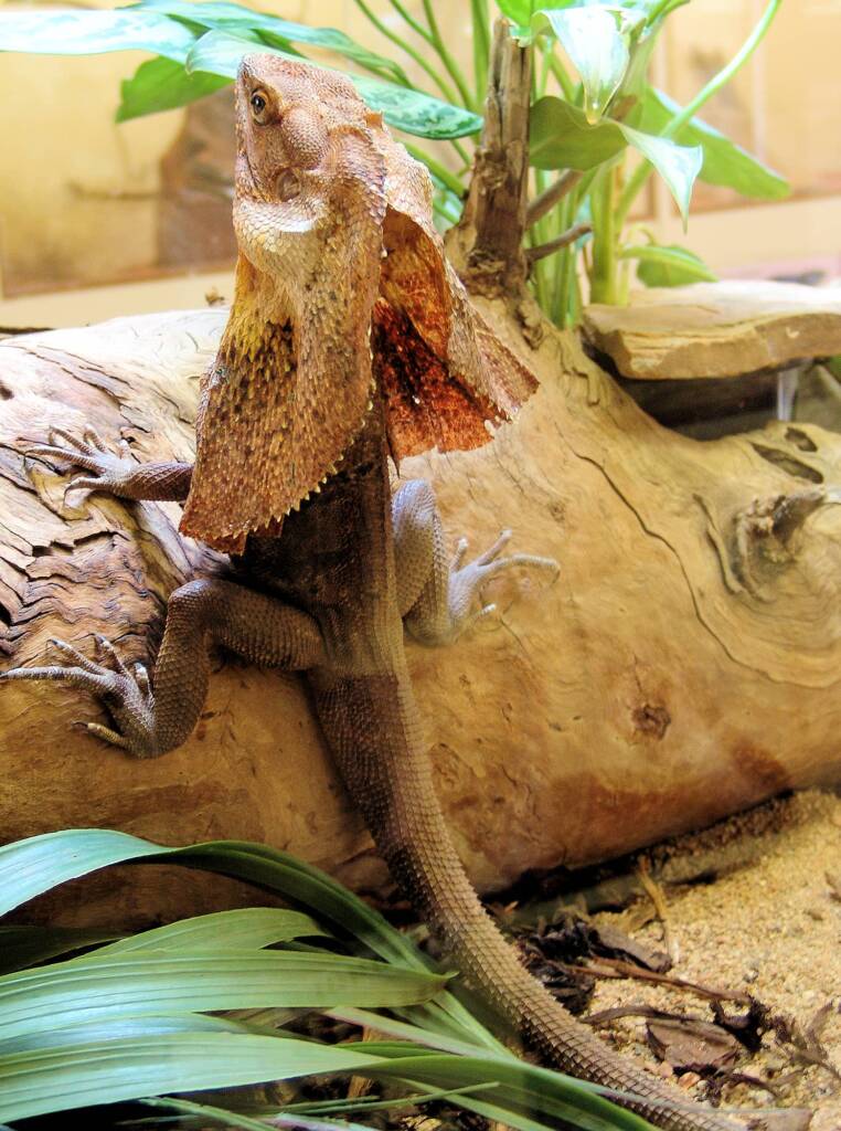Frilled Neck Lizard (Chlamydosaurus kingii), Alice Springs Reptile Centre