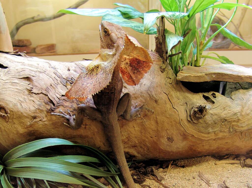 Frilled Neck Lizard (Chlamydosaurus kingii), Alice Springs Reptile Centre