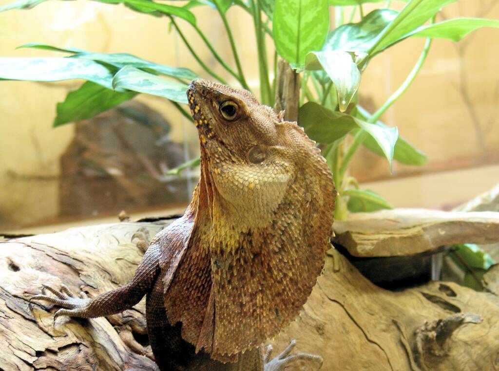 Frilled Neck Lizard (Chlamydosaurus kingii), Alice Springs Reptile Centre