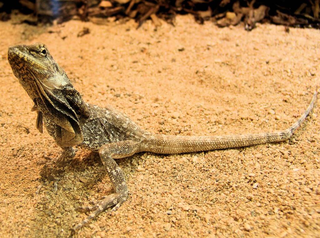 Frilled Neck Lizard (Chlamydosaurus kingii), Alice Springs Reptile Centre