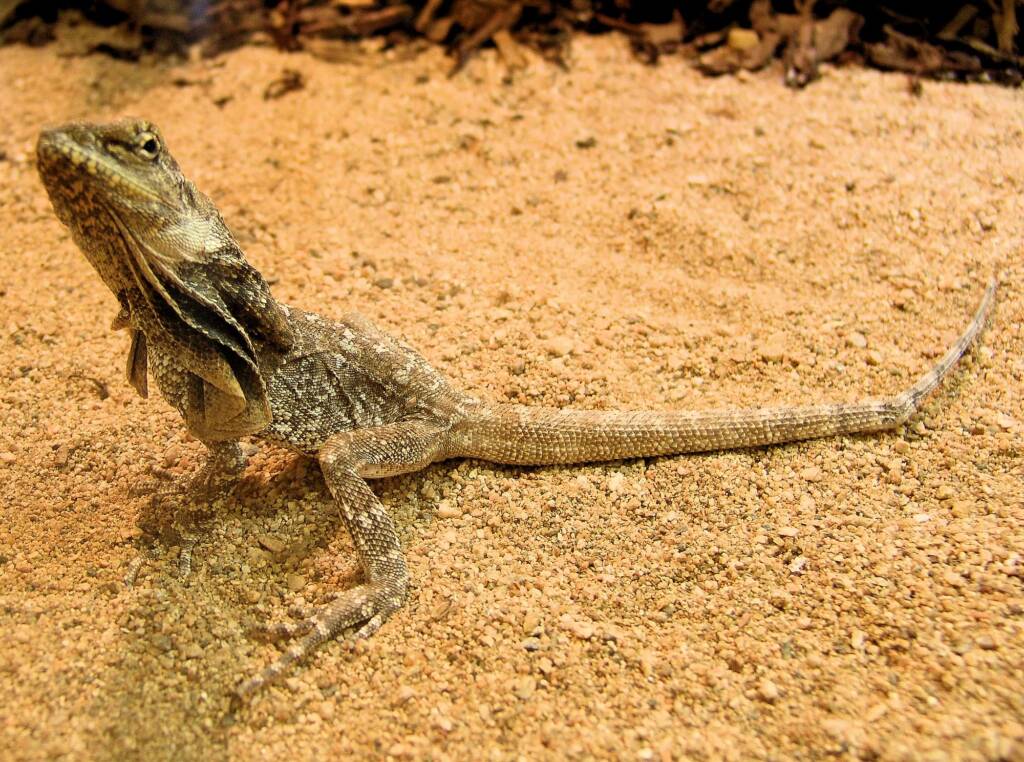 Frilled Neck Lizard (Chlamydosaurus kingii), Alice Springs Reptile Centre