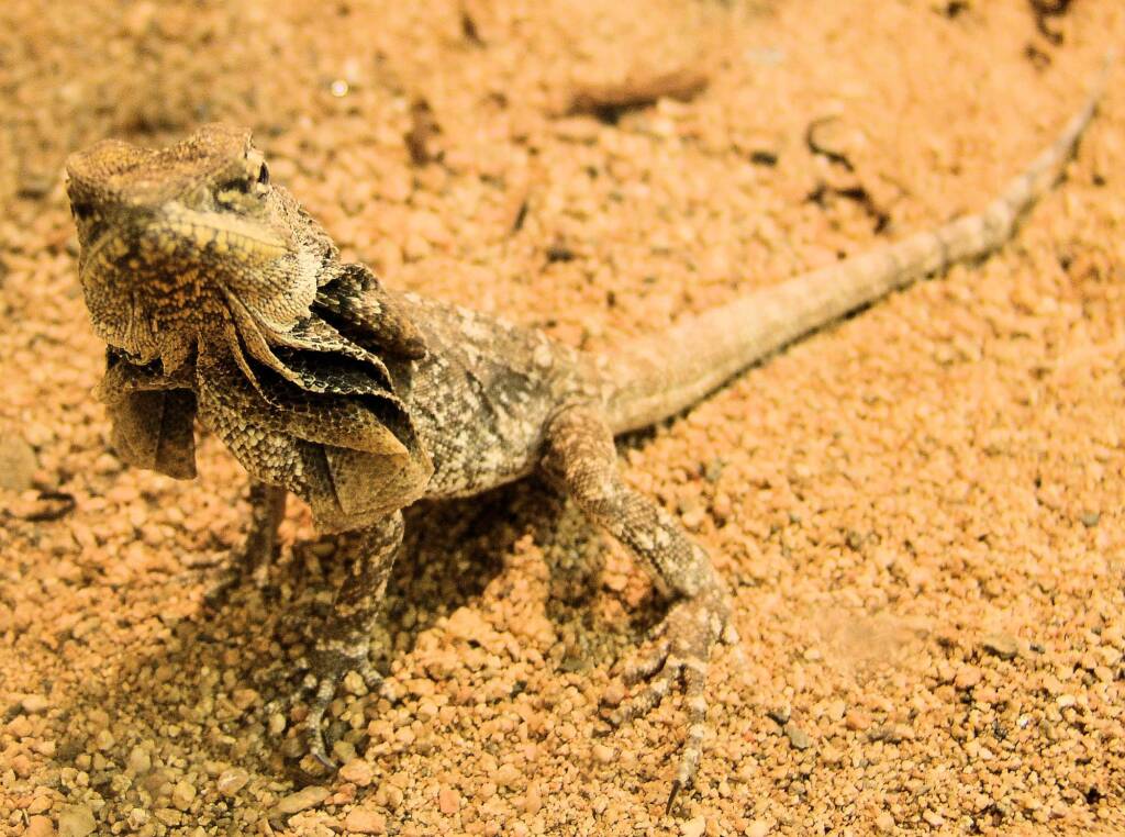 Frilled Neck Lizard (Chlamydosaurus kingii), Alice Springs Reptile Centre