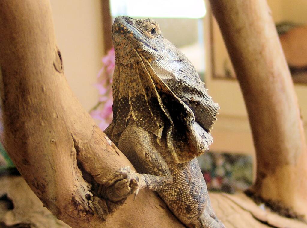Frilled Neck Lizard (Chlamydosaurus kingii), Alice Springs Reptile Centre