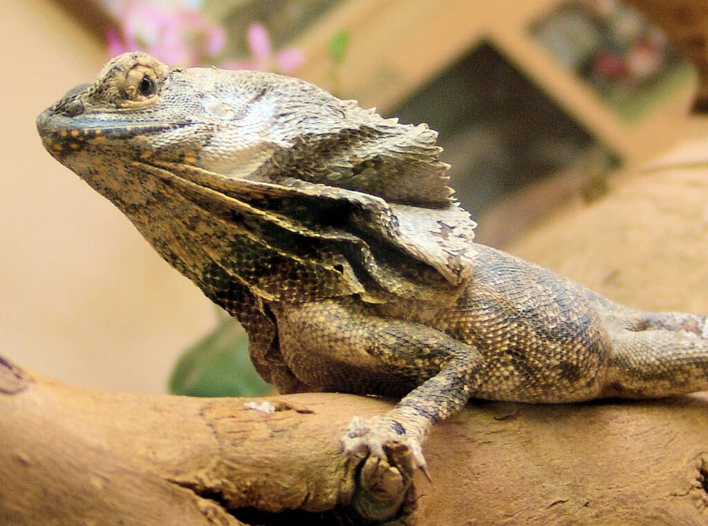 Frilled Neck Lizard (Chlamydosaurus kingii), Alice Springs Reptile Centre