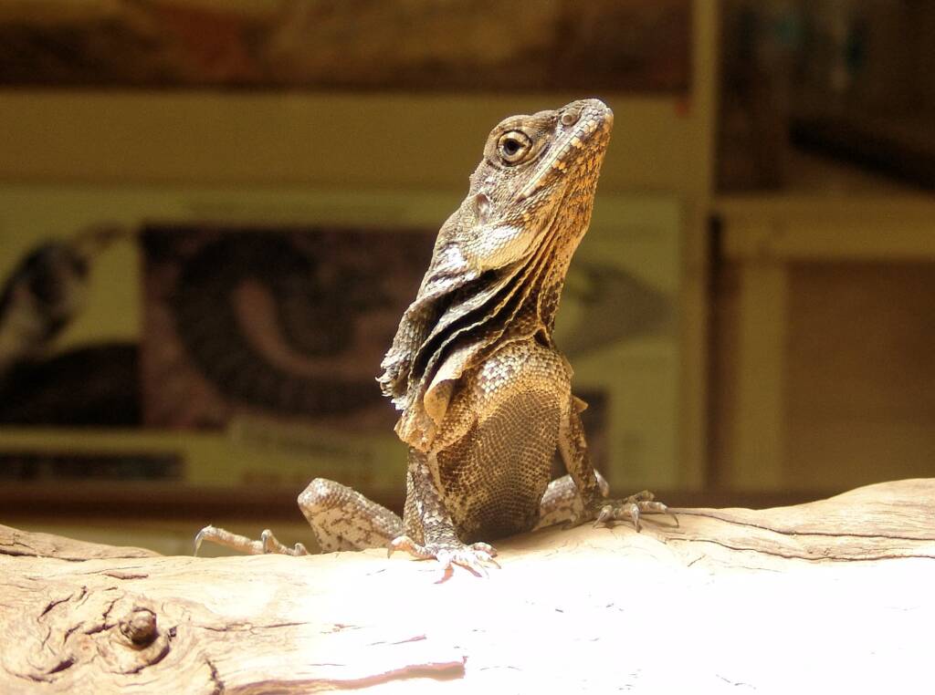 Frilled Neck Lizard (Chlamydosaurus kingii), Alice Springs Reptile Centre