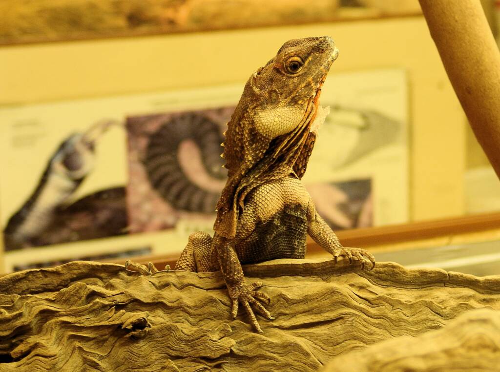 Frilled Neck Lizard (Chlamydosaurus kingii), Alice Springs Reptile Centre