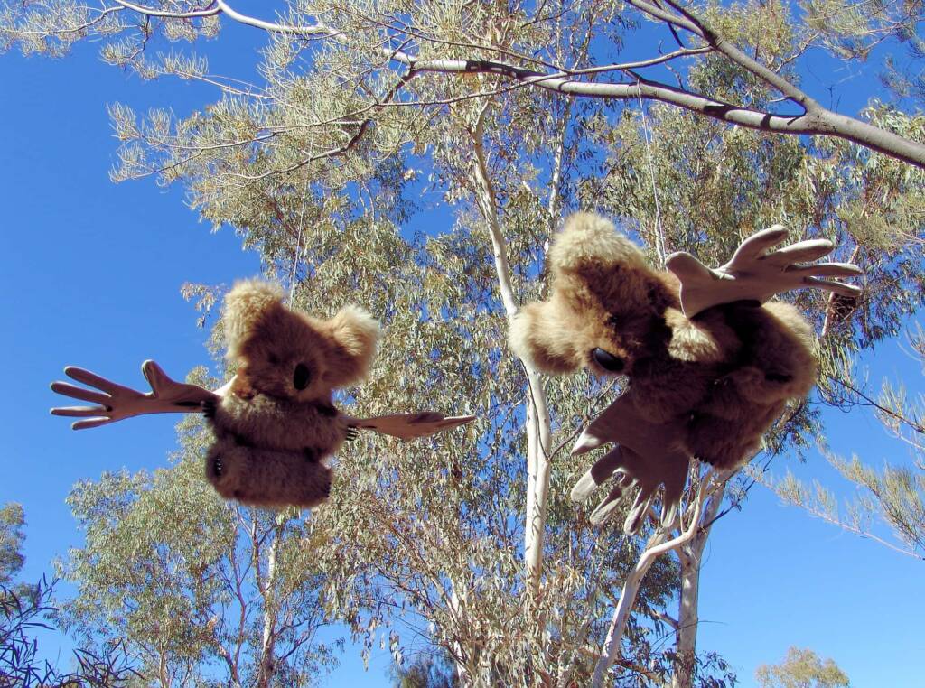 Furry Angels by artist Jenny Taylor (2008 Exhibition, Olive Pink Botanic Garden, Alice Springs)