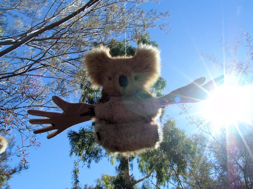 Furry Angels by artist Jenny Taylor (2008 Exhibition, Olive Pink Botanic Garden, Alice Springs)