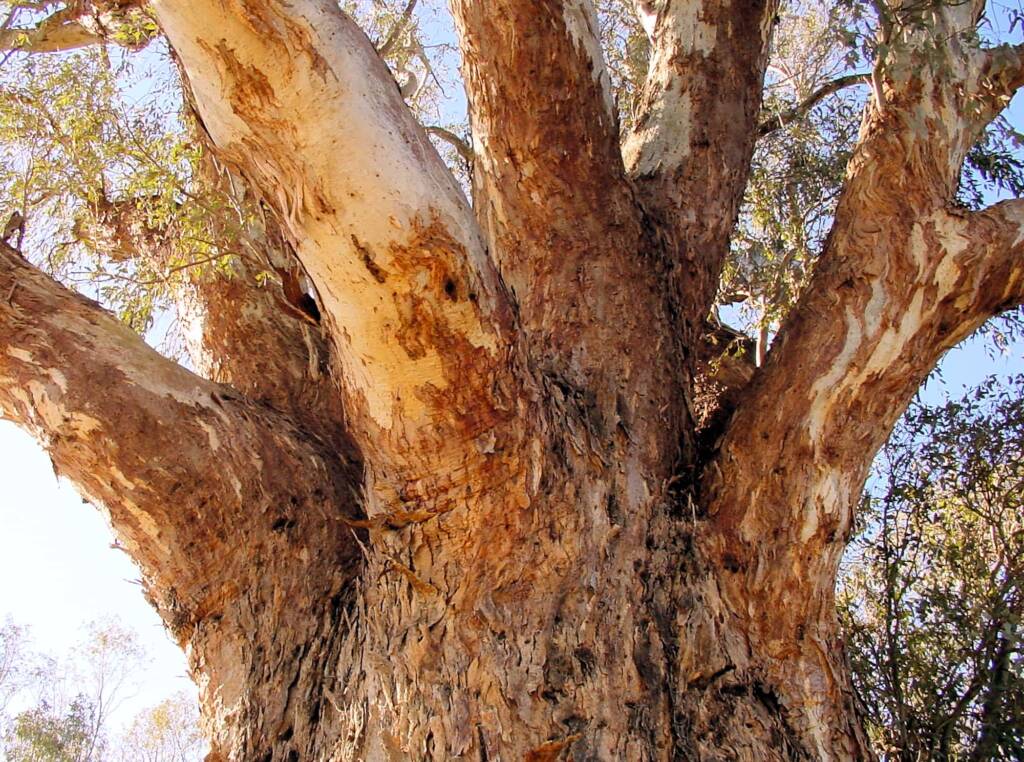 Giant Red Gum (Eucalyptus camaldulensis), Orroroo, SA
