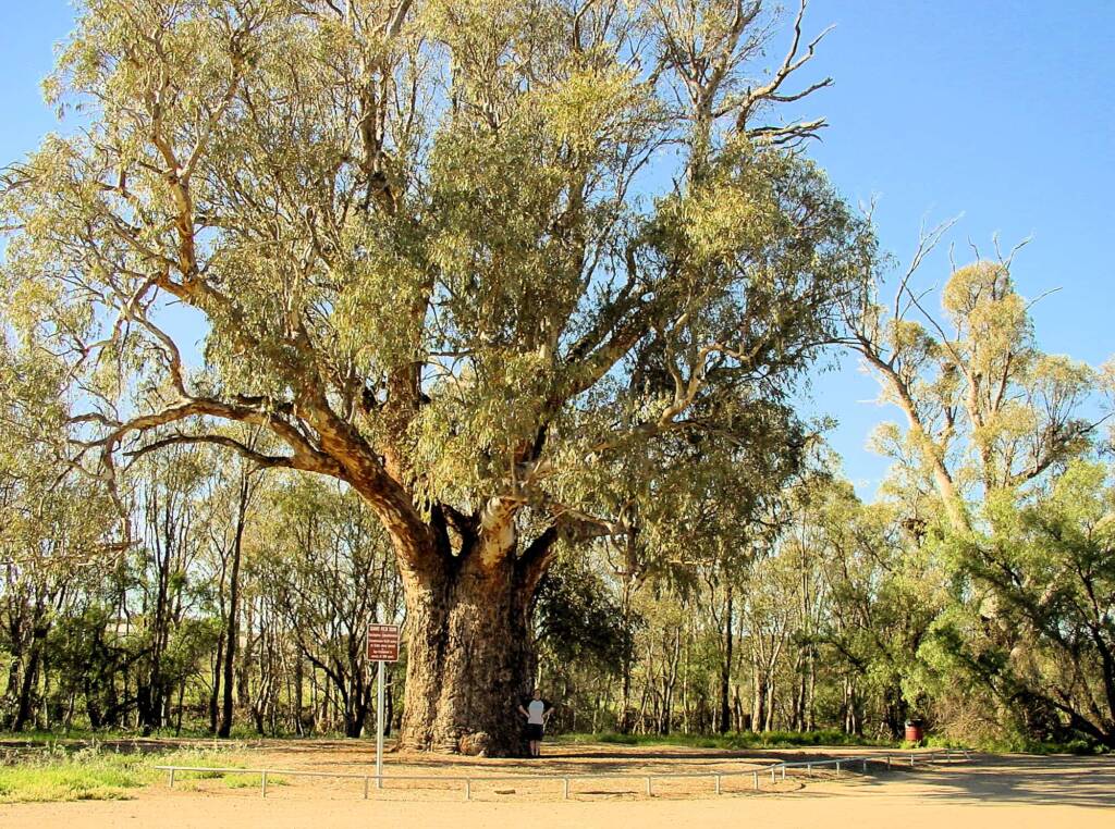 Giant Red Gum (Eucalyptus camaldulensis), Orroroo, SA
