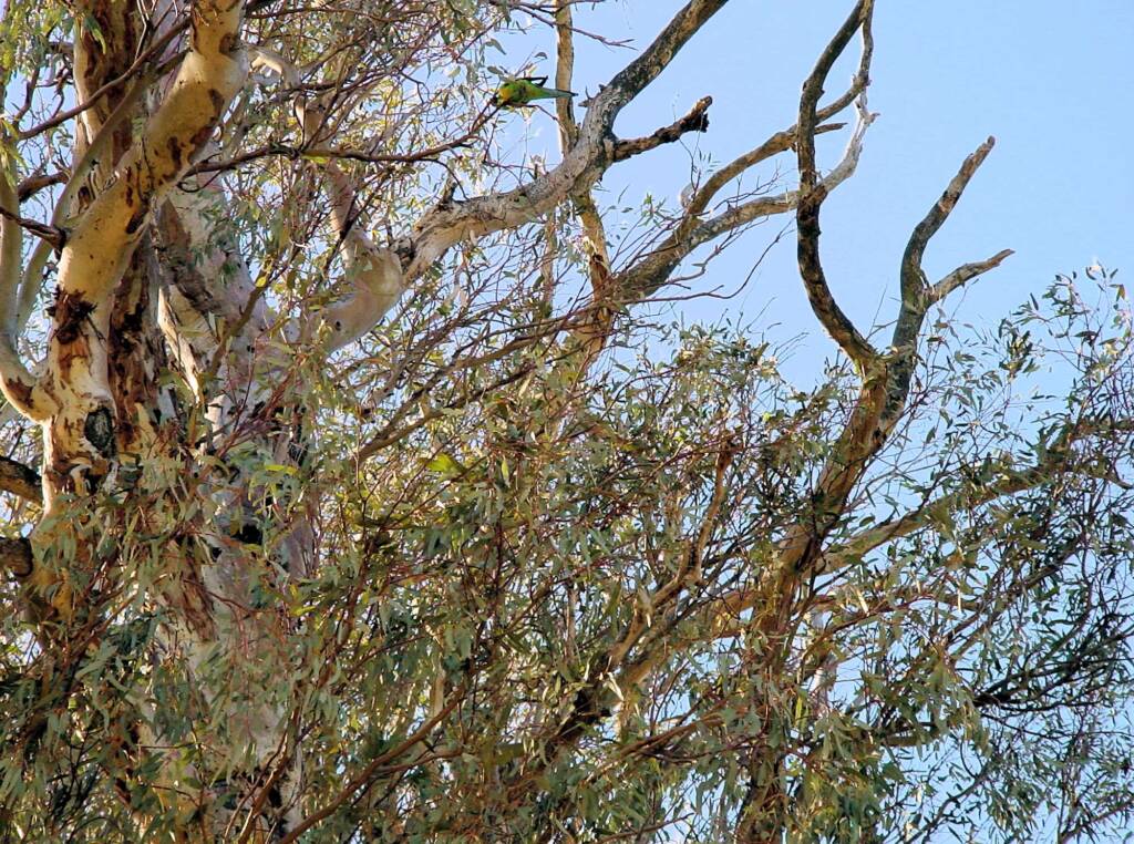 Giant Red Gum (Eucalyptus camaldulensis), Orroroo, SA