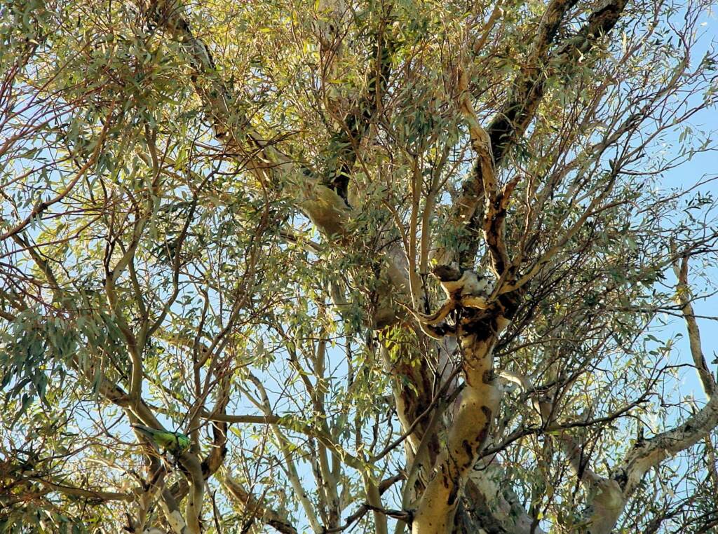 Giant Red Gum (Eucalyptus camaldulensis), Orroroo, SA