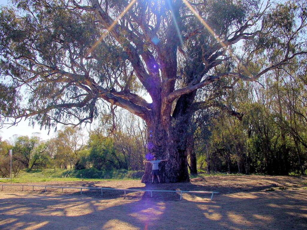 Giant Red Gum (Eucalyptus camaldulensis), Orroroo, SA