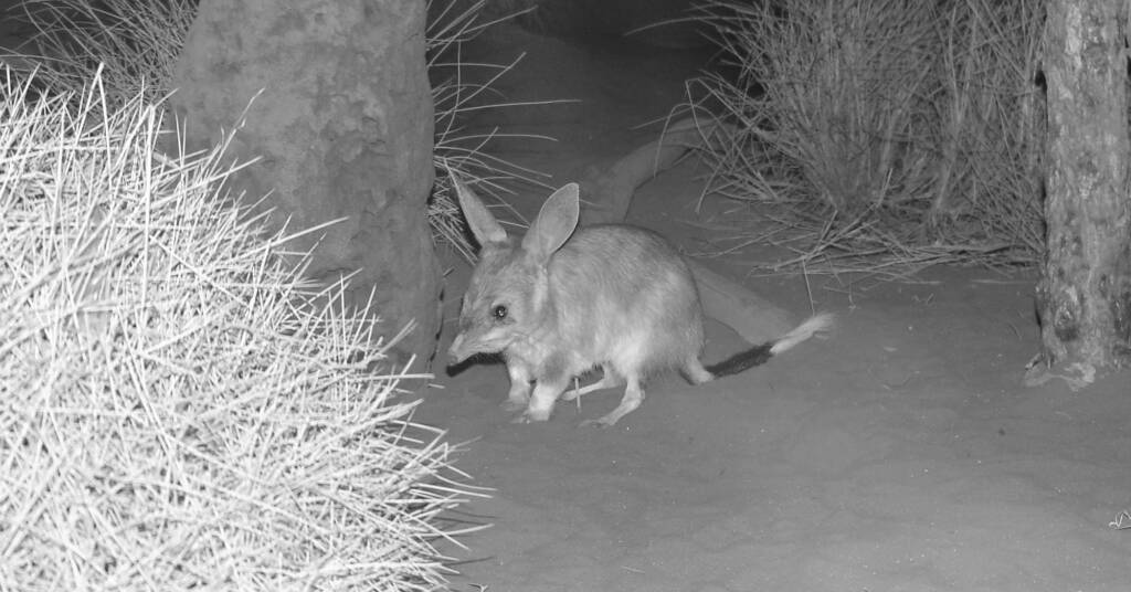 Greater Bilby (Macrotis lagotis), Nocturnal House, Alice Springs Desert Park