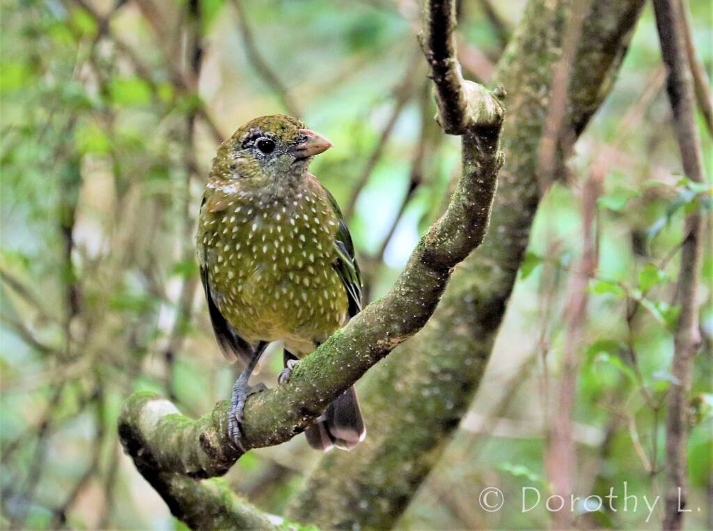 Green Catbird (Ailuroedus crassirostris)