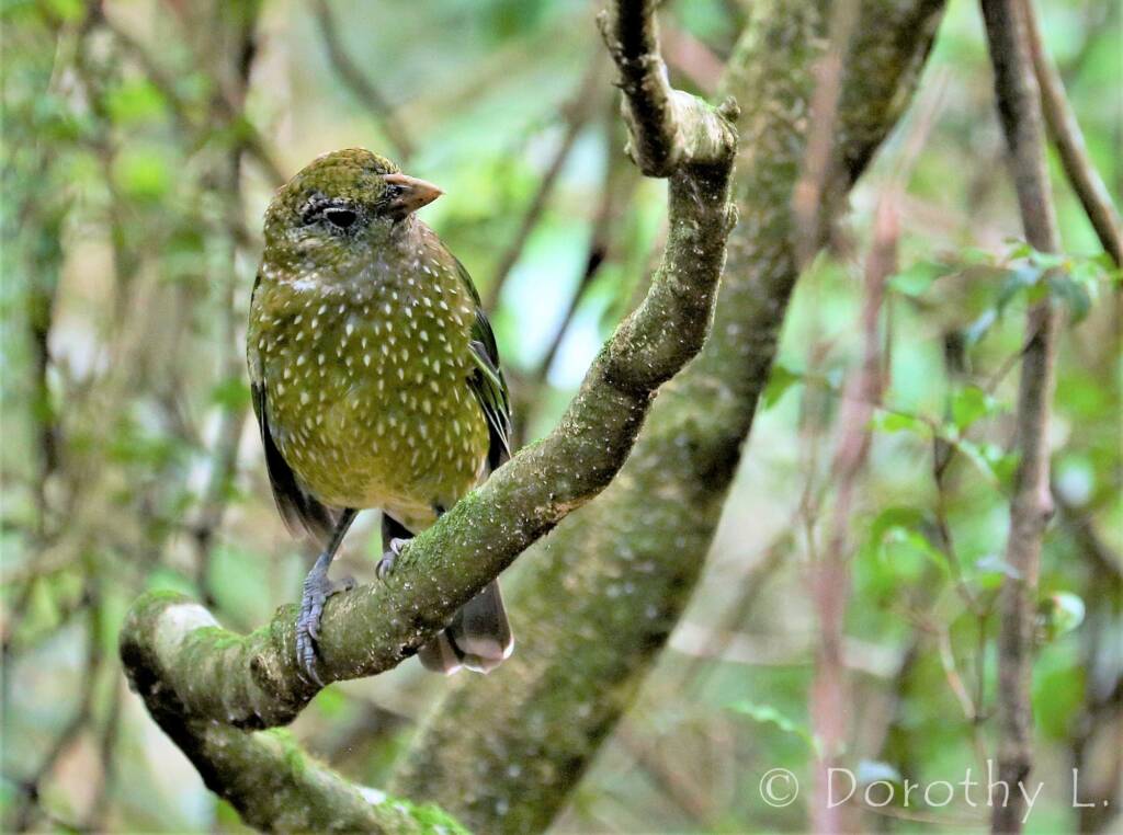 Green Catbird (Ailuroedus crassirostris)