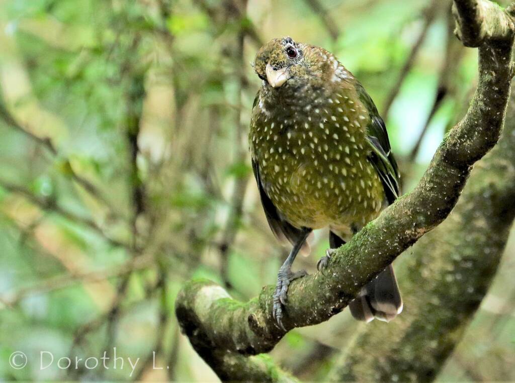 Green Catbird (Ailuroedus crassirostris)