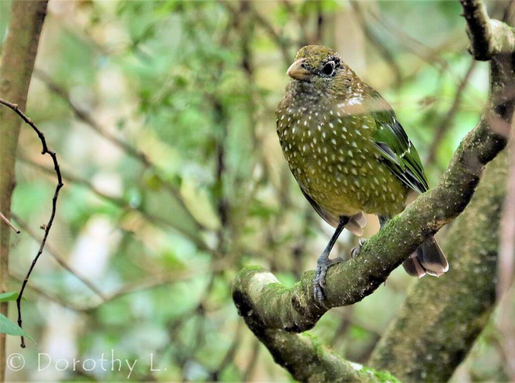 Green Catbird (Ailuroedus crassirostris)