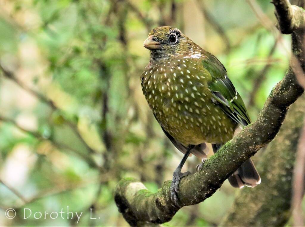 Green Catbird (Ailuroedus crassirostris)