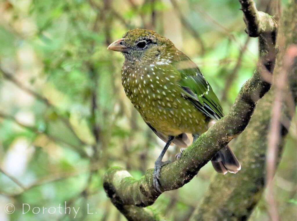 Green Catbird (Ailuroedus crassirostris)