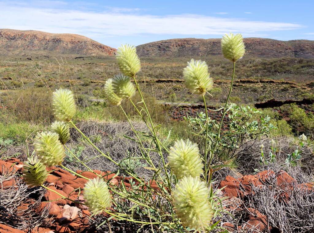 Green Pussytail (Ptilotus macrocephalus)