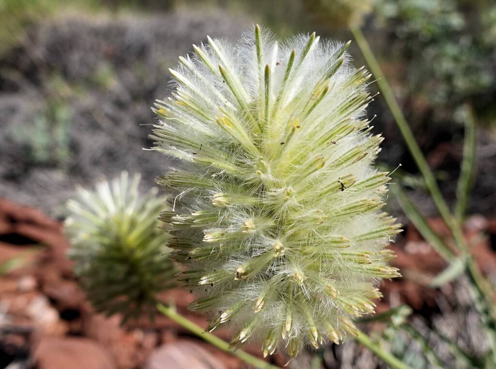 Green Pussytail (Ptilotus macrocephalus)