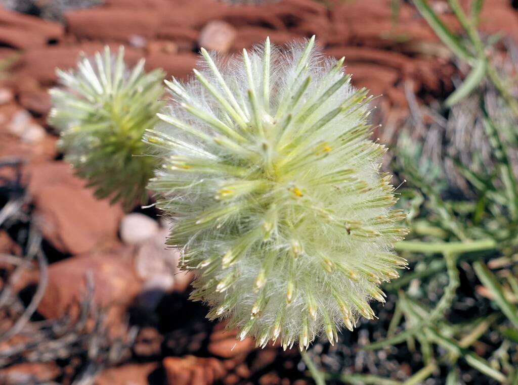 Green Pussytail (Ptilotus macrocephalus)